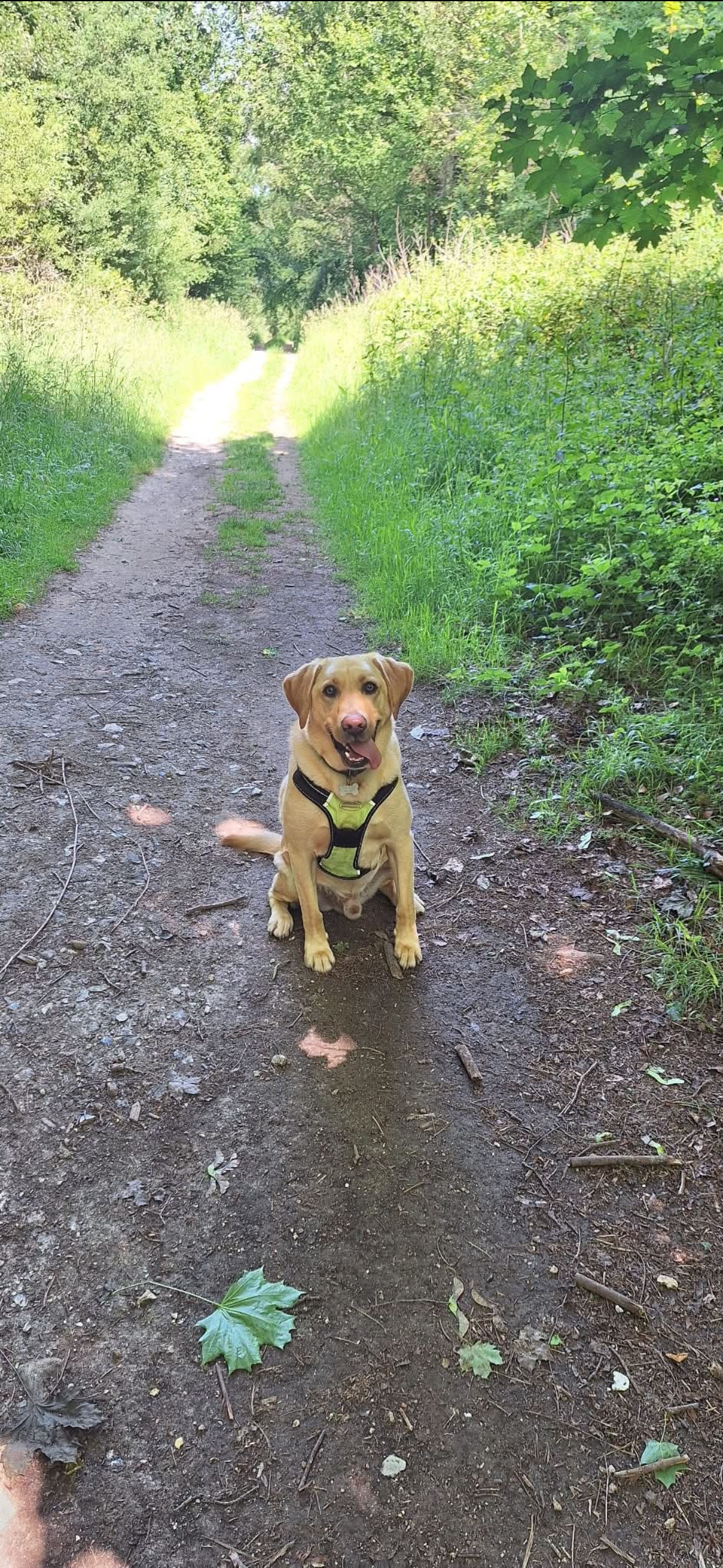 Solo dog walk